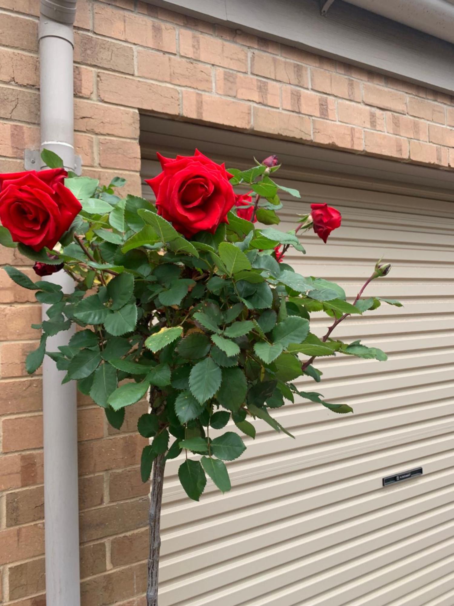 Adelaide Style Accommodation-Close To City-North Adelaide-3 Bdrm- Free Parking Dış mekan fotoğraf